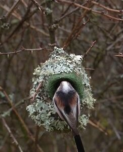 Macro wildlife documentary still — a bird building its nest